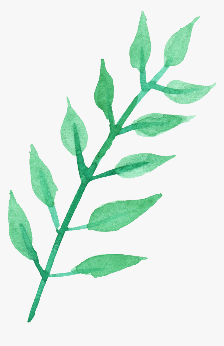 Transparent Watercolor Leaf Plant Stem Twig Watercolor - Watercolor Plants Transparent Background, HD Png Download, Free Download