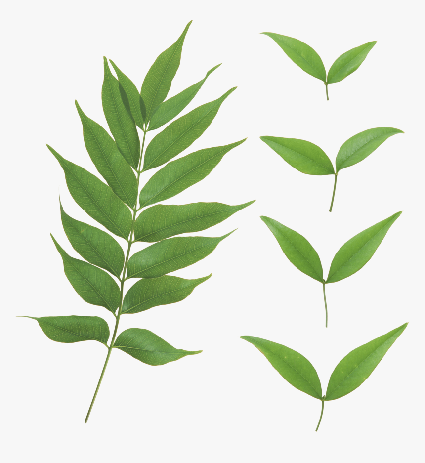 Download Plant Stem Project - Transparent Curry Leaf Png, Png Download, Free Download