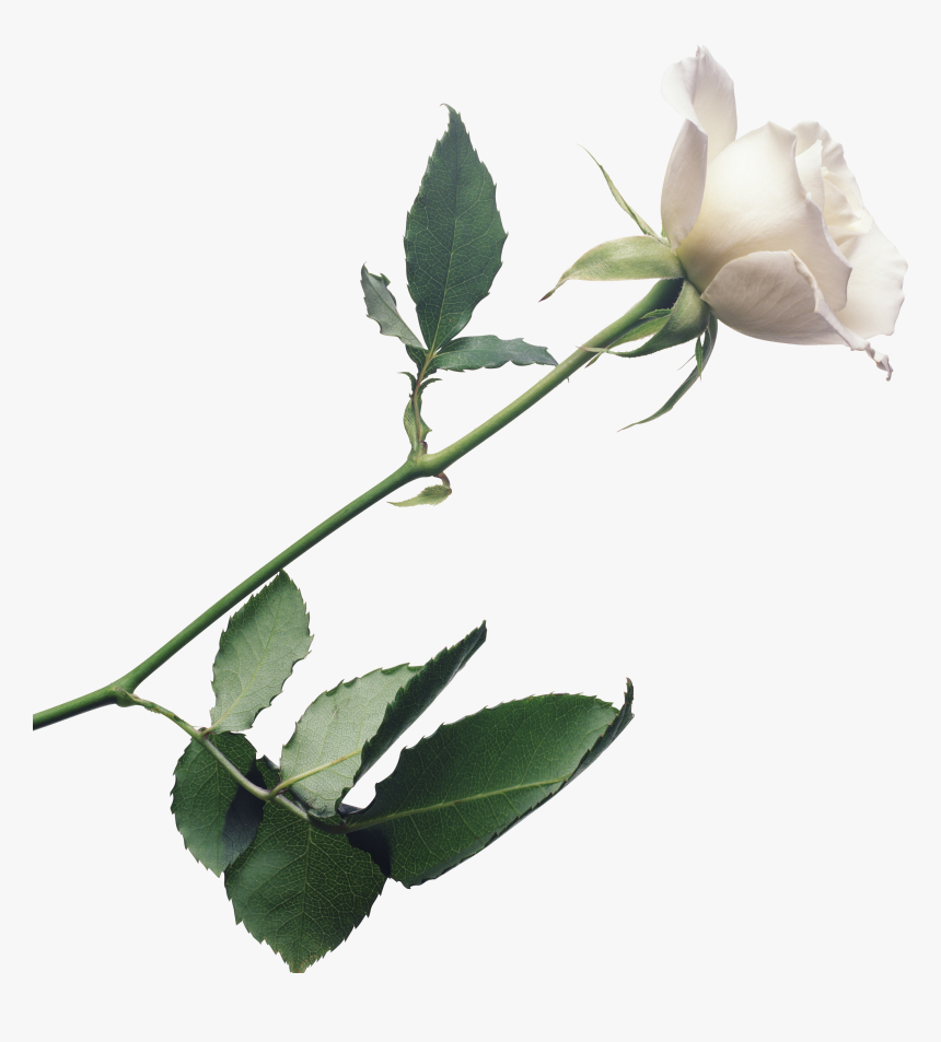 White Rose Background, Plant Stem Botany Flowering - Transparent Background White Rose Png, Png Download, Free Download
