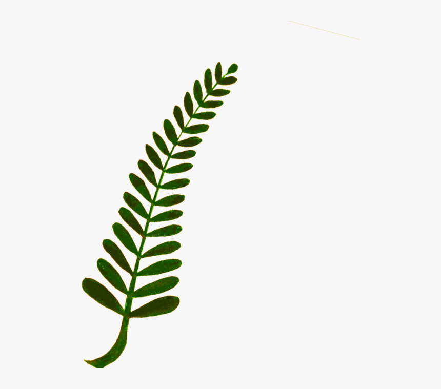 Plant,grass,leaf - Ferns Vector Png, Transparent Png, Free Download