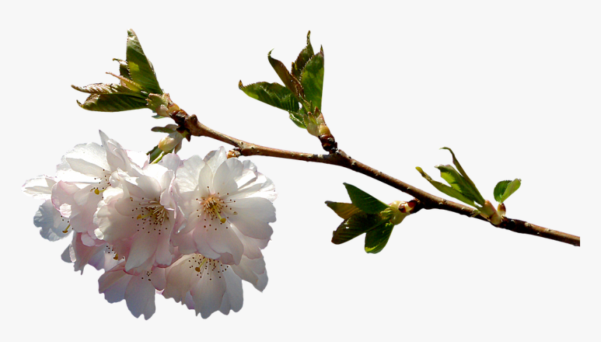 Prunus, Branch, Png, Graphics, Clipping, Plant - Flower Branch Png, Transparent Png, Free Download