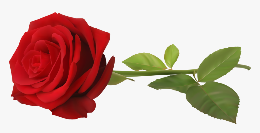 Rose Plant Stem Flower Clip Art - Single Rose Flower Png, Transparent Png, Free Download