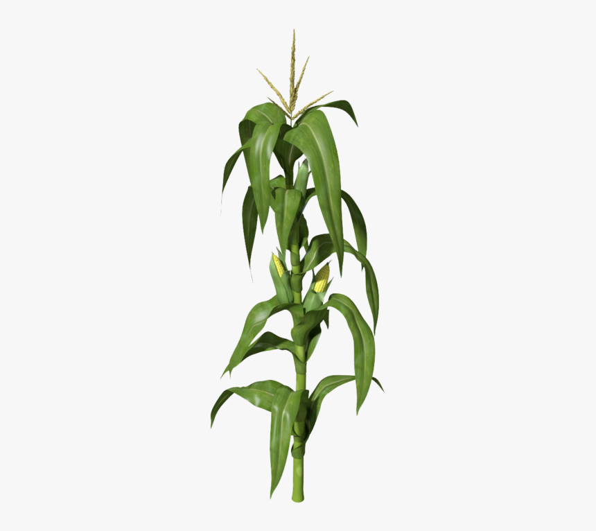 Corn Stalk, HD Png Download, Free Download