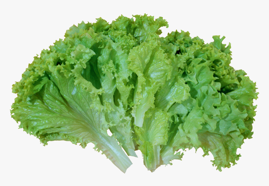 Green Salad Png Picture, Transparent Png, Free Download