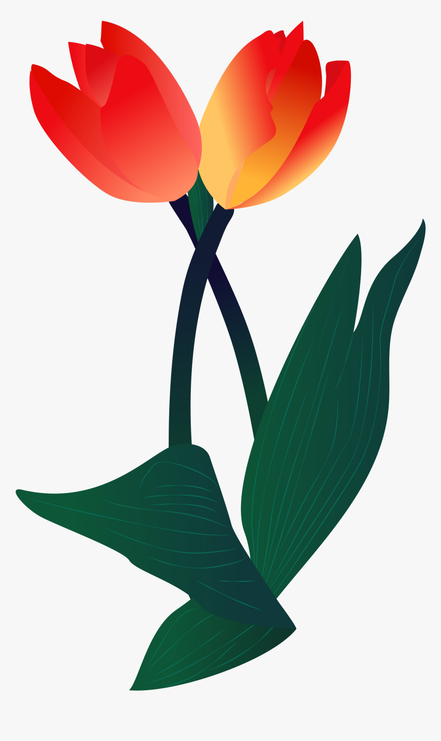 Plant Illustration Flower Png And Vector Image - Sprenger's Tulip, Transparent Png, Free Download