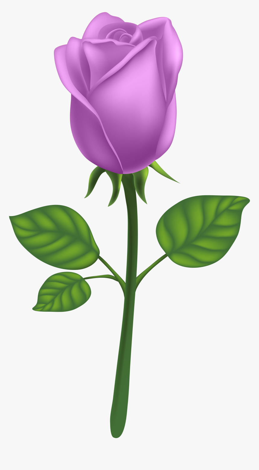 Purple Long Stem Rose Png Clipart , Png Download - Purple Long Stem Rose Transparent, Png Download, Free Download