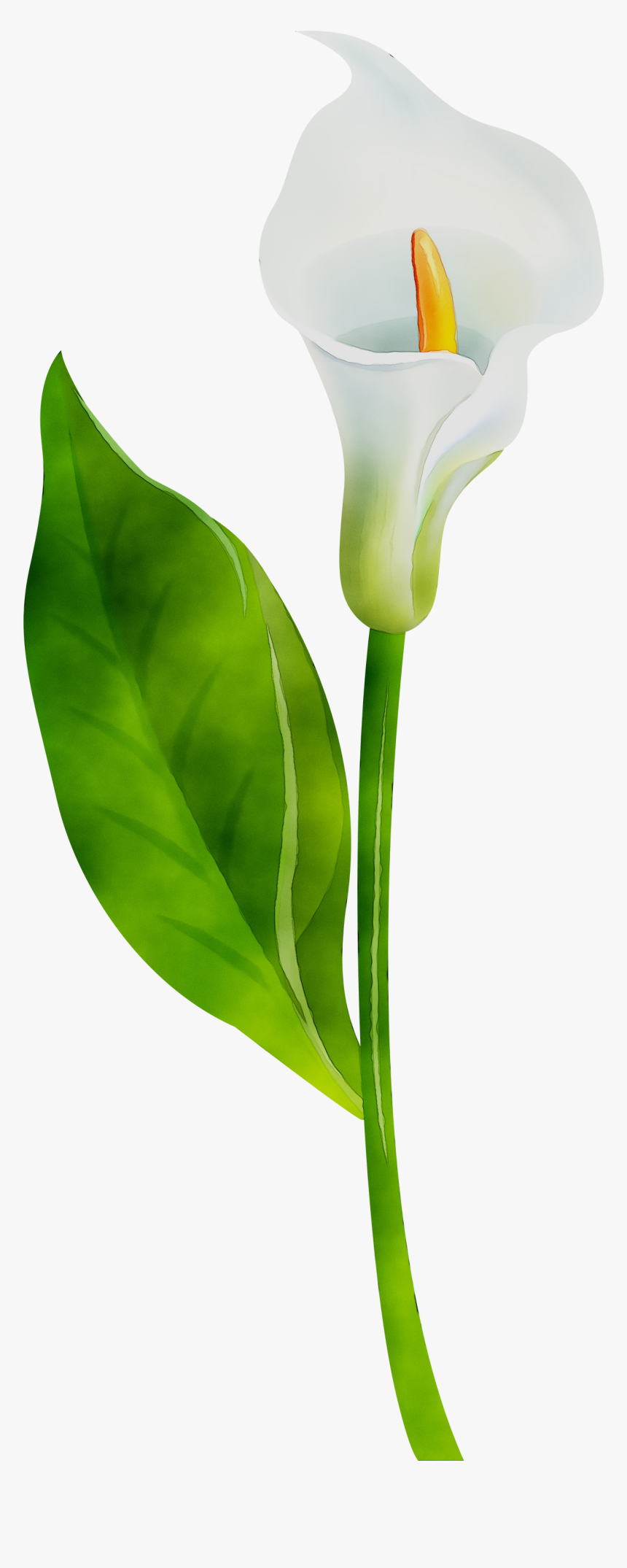 Arum Lilies Plant Stem Cut Flowers Leaf Product Design - Transparent Calla Lily Background, HD Png Download, Free Download