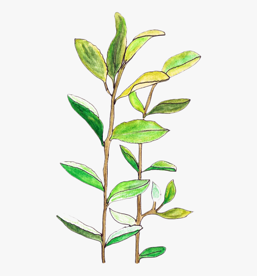 Plant Leaves Illustration Transparent Png Image - Aesthetic Plants Transparent Background, Png Download, Free Download