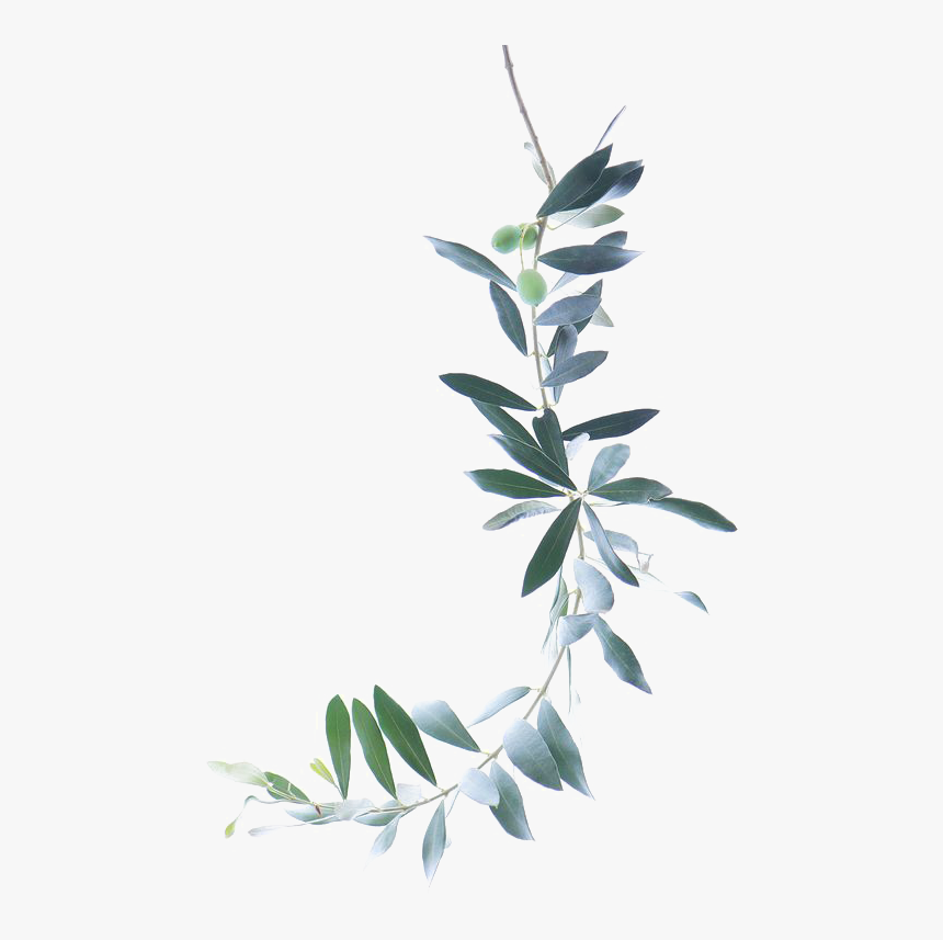 Olive Branch Watercolor Png, Transparent Png, Free Download