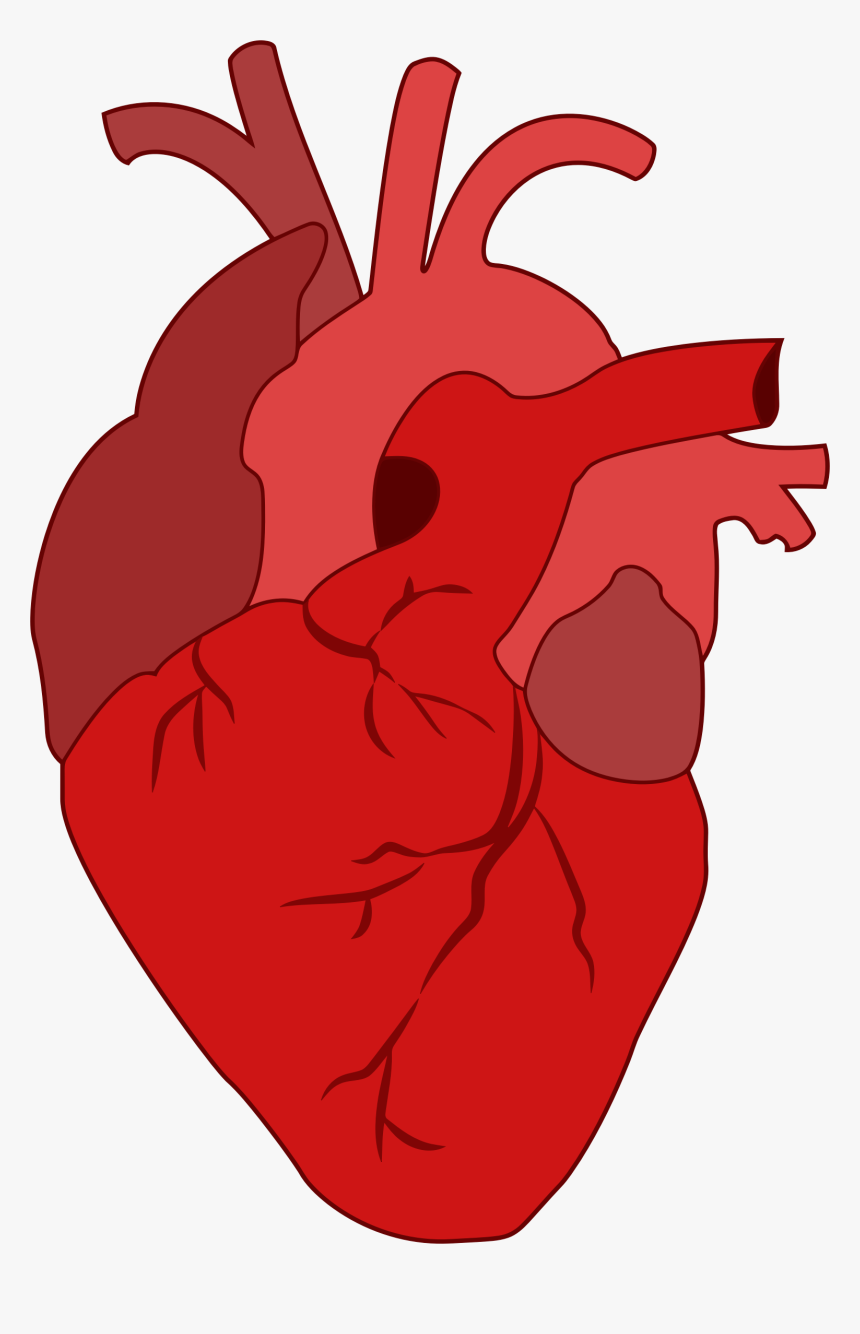 Anatomy Of The Heart Clipart - Medical Valentine, HD Png Download, Free Download
