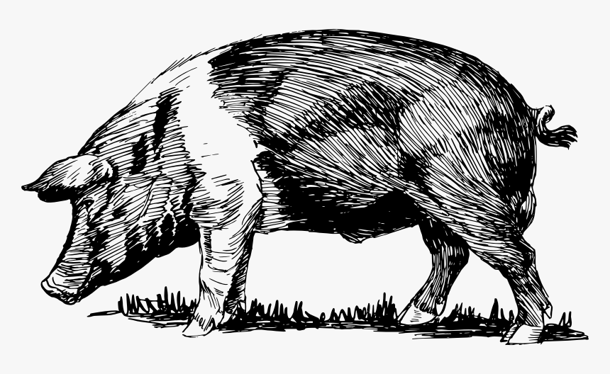 Pig - Black And White Pig Sketch, HD Png Download, Free Download