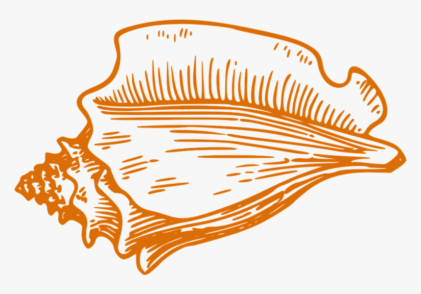Shell, Conch, Orange, Biology - Clip Art Conch Shell, HD Png Download, Free Download