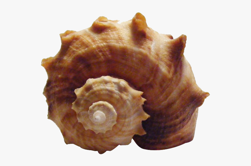 Shell Conch, HD Png Download, Free Download