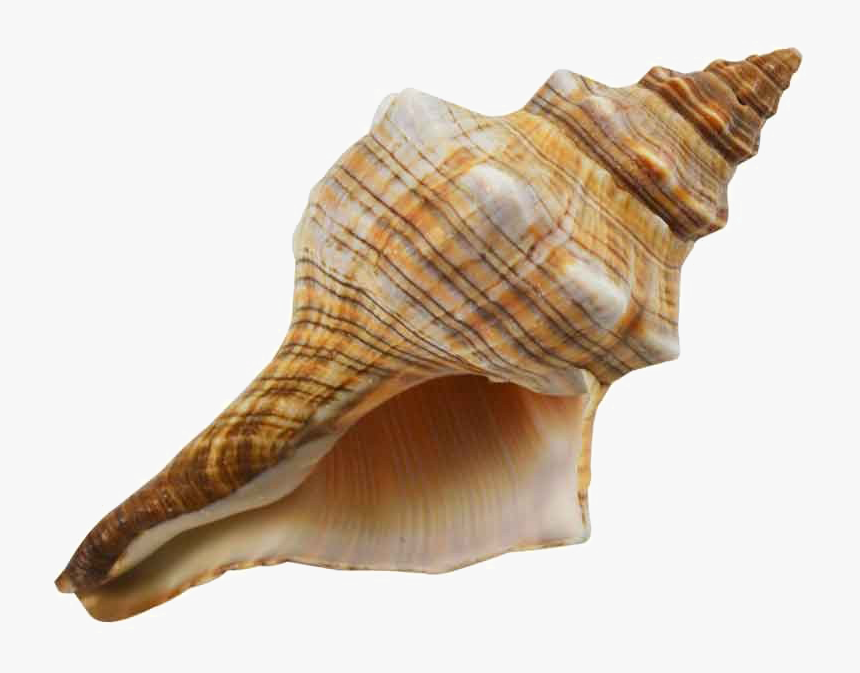 Striped Fox Sea Shell, HD Png Download, Free Download