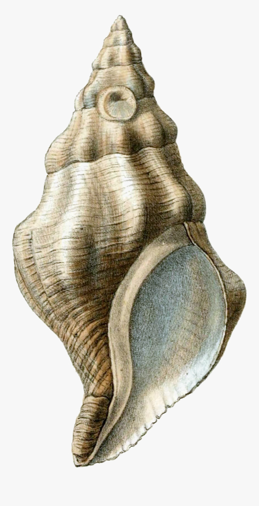 Transparent Conch Png - Png Shell, Png Download, Free Download