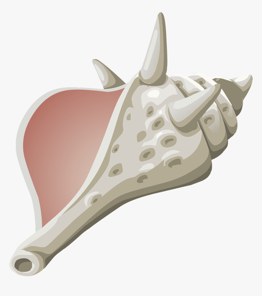 Conch, Shell, Seashell, Marine, Mollusk, Spiral, Dead - Lord Of The Flies Png, Transparent Png, Free Download