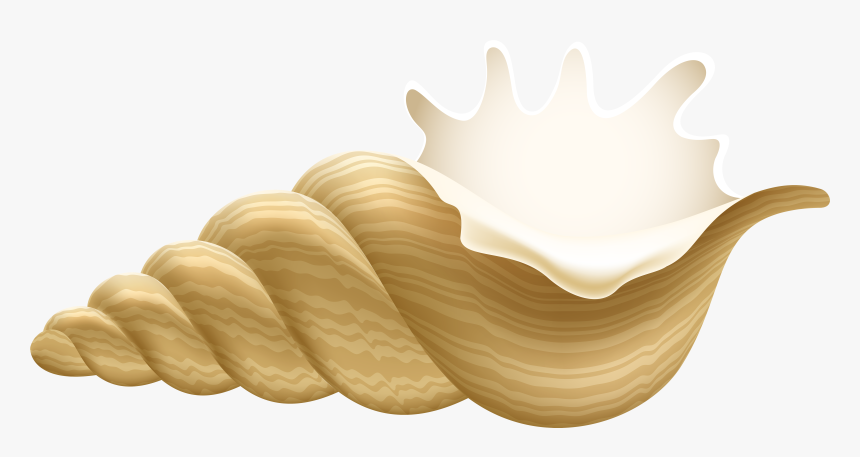 Transparent Conch Shell Clipart - Meringue, HD Png Download, Free Download