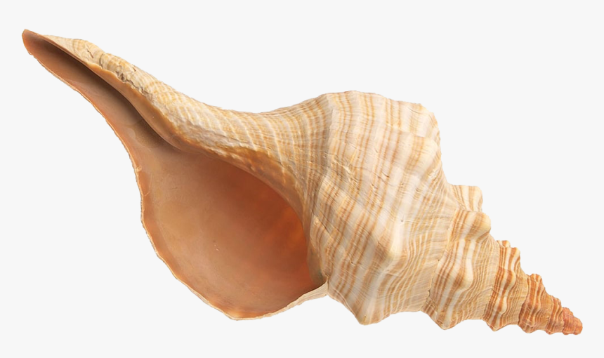 Transparent Conch Png - Shell, Png Download, Free Download