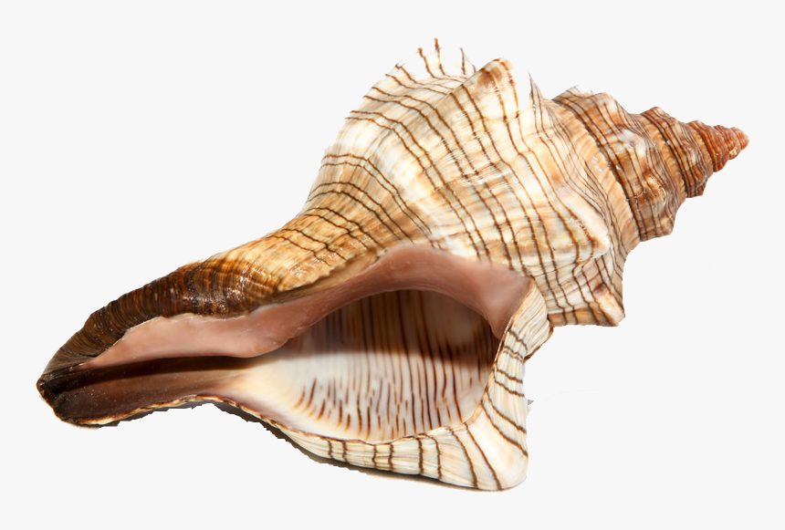 Conch Png Image File - Conch, Transparent Png, Free Download
