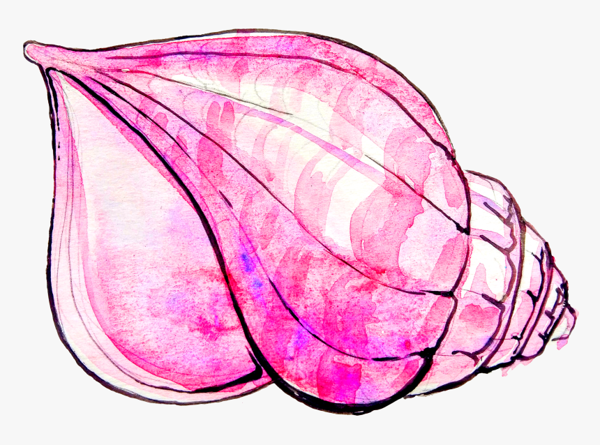 Conch Shell Drawing - Draw A Conch Shell, HD Png Download, Free Download