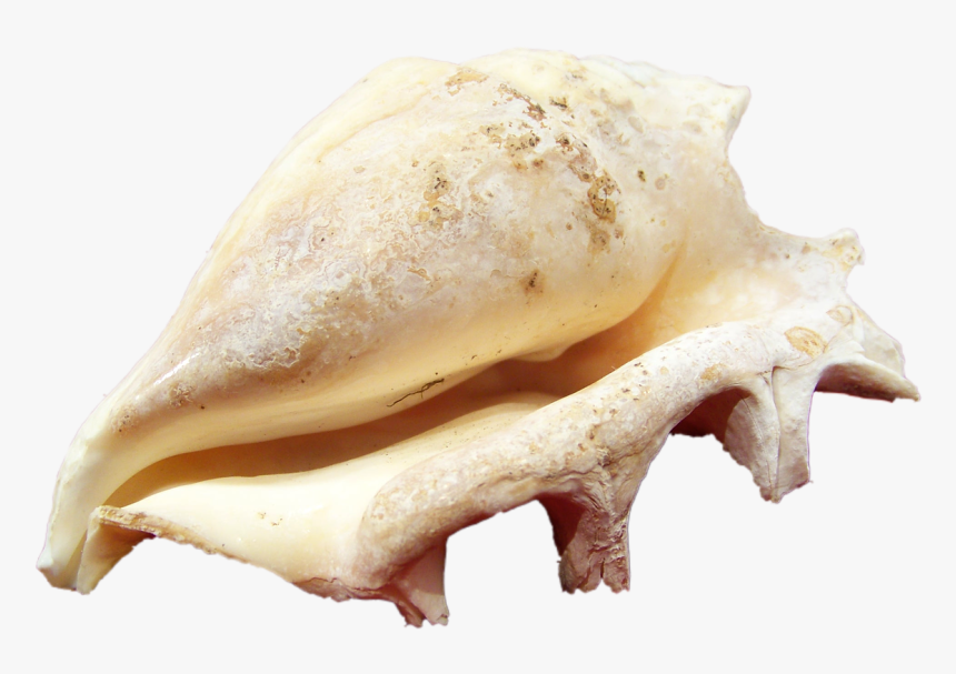 Shell, Mollusk, Close, Macro, Coast, Water, Ocean, - Ocean Mollusk Png, Transparent Png, Free Download
