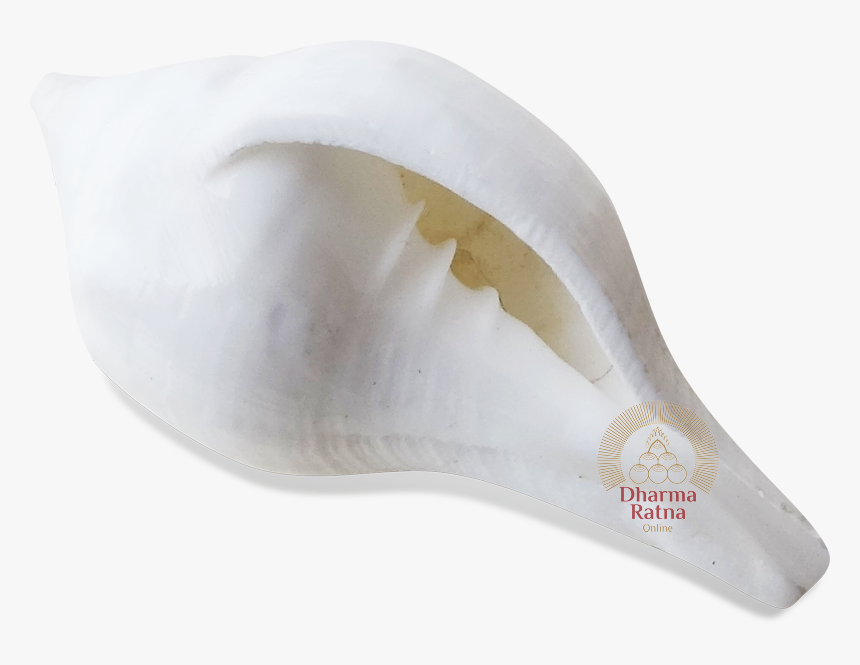 Shell, HD Png Download, Free Download