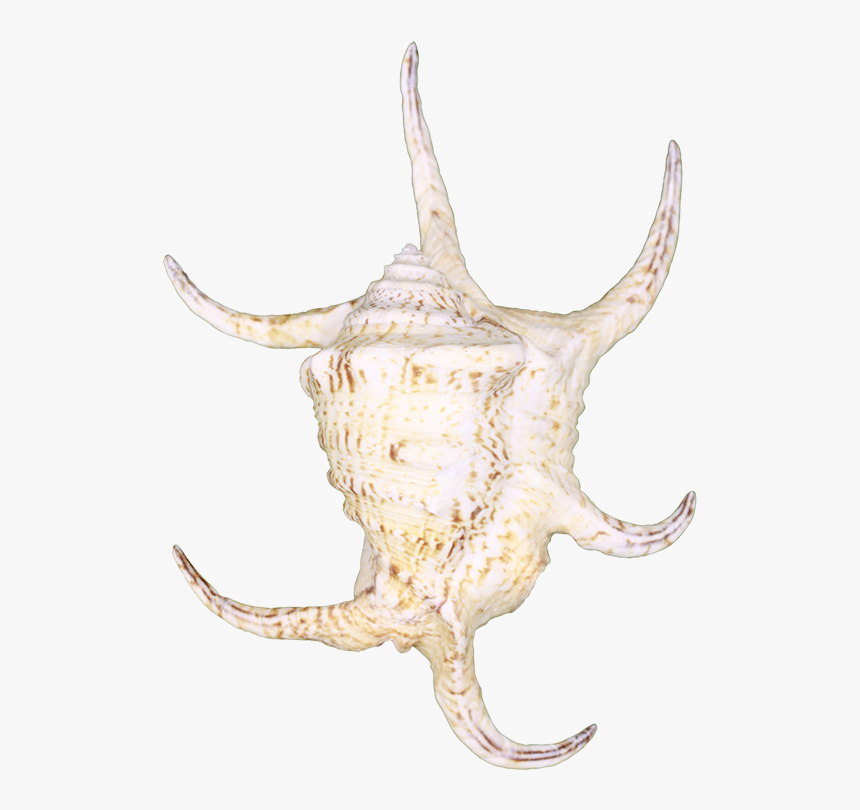 Spider Conch Shell 8" - Bull, HD Png Download, Free Download