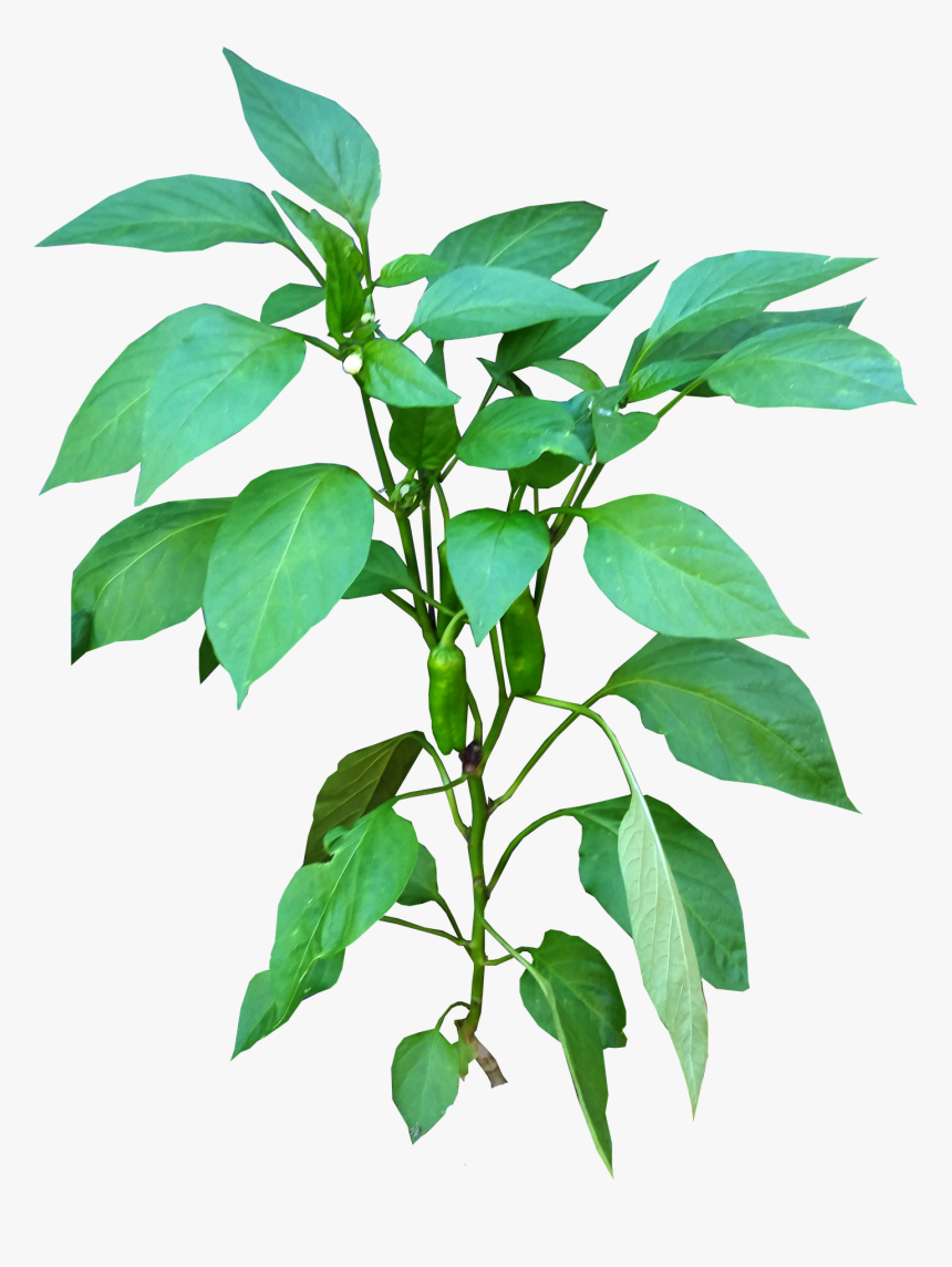 Vegetable Plant Png - Vector Planta Pimienta, Transparent Png, Free Download