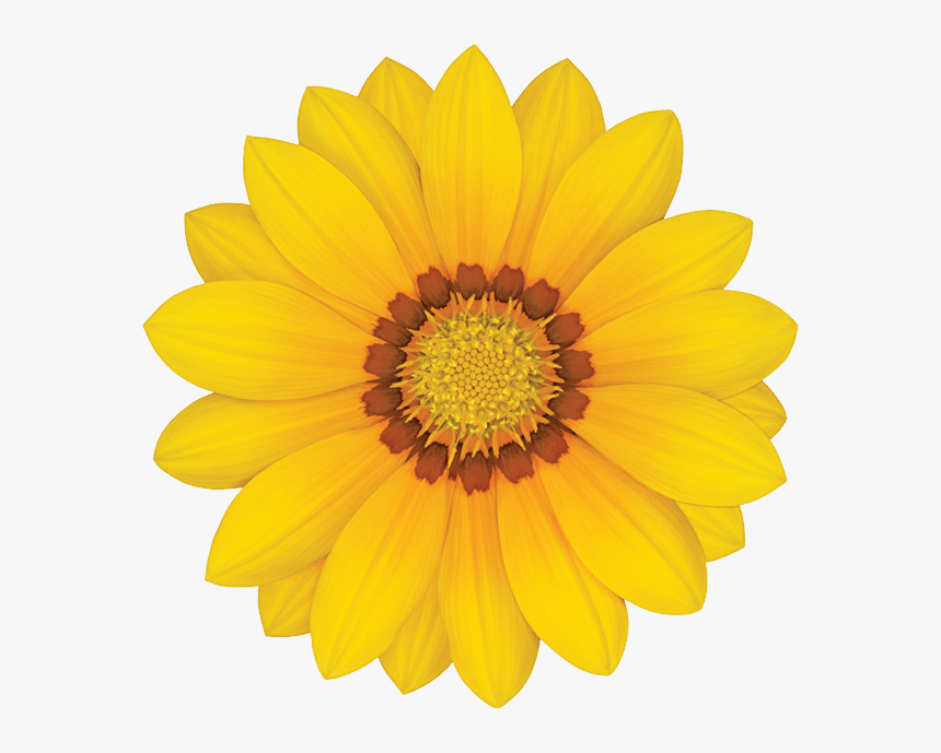 Common Sunflower Yellow Stock Photography Transvaal - Imagen Con Fondo Blanco, HD Png Download, Free Download