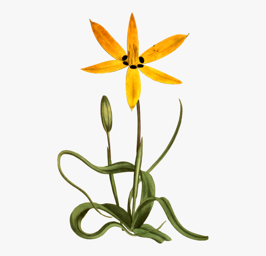 Yellow Flower Botany Common Daisy Drawing - Botany, HD Png Download, Free Download