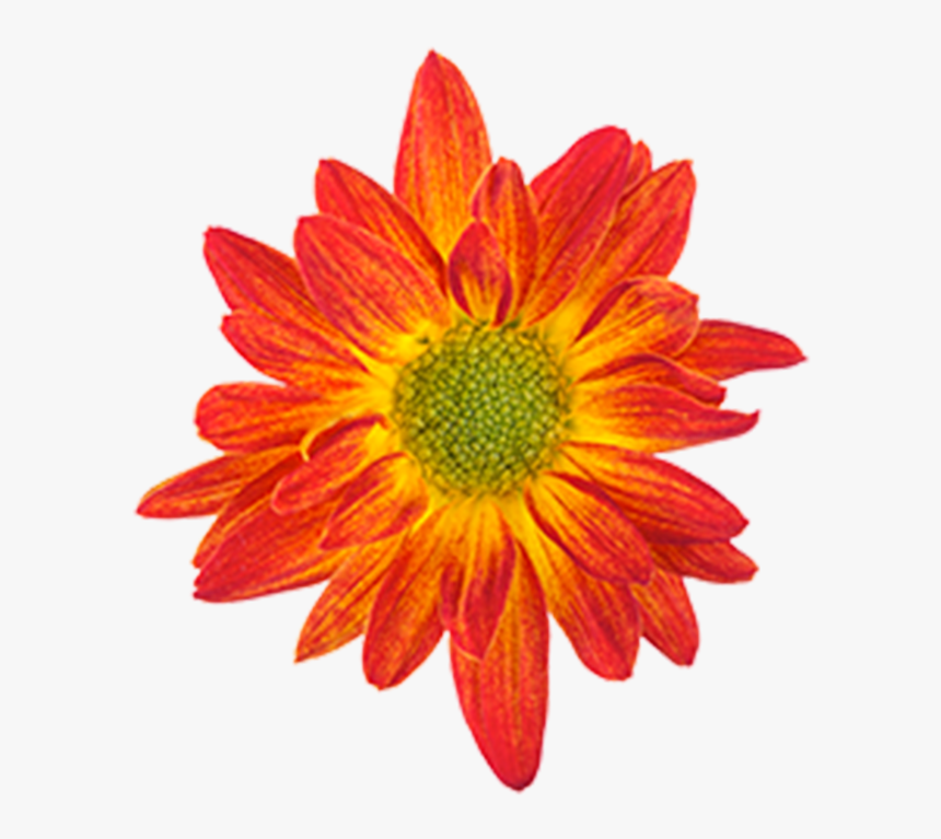 Click To Enlarge Image Bicolor Red Yellow Union - Drawing Of A Flower Colour, HD Png Download, Free Download