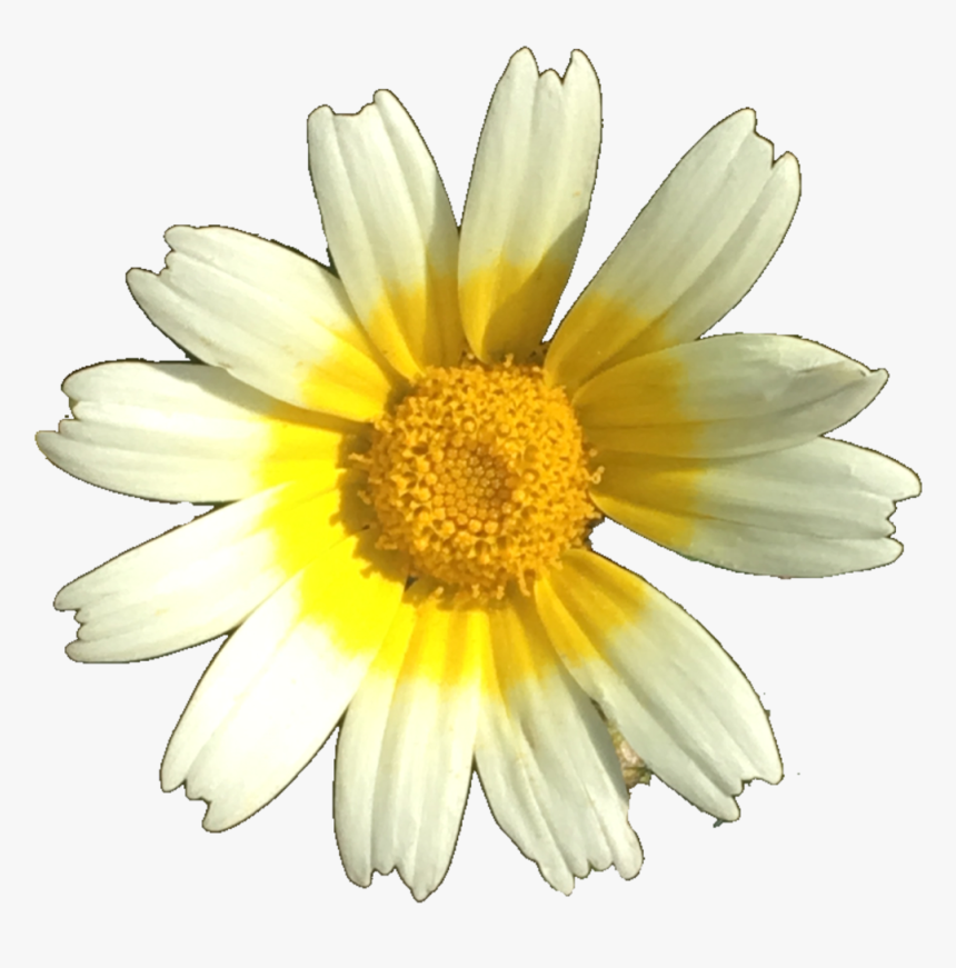 #flower #daisy #nature #yellow #white #cute #izzymontague - Flowers In Season In October In Sc, HD Png Download, Free Download