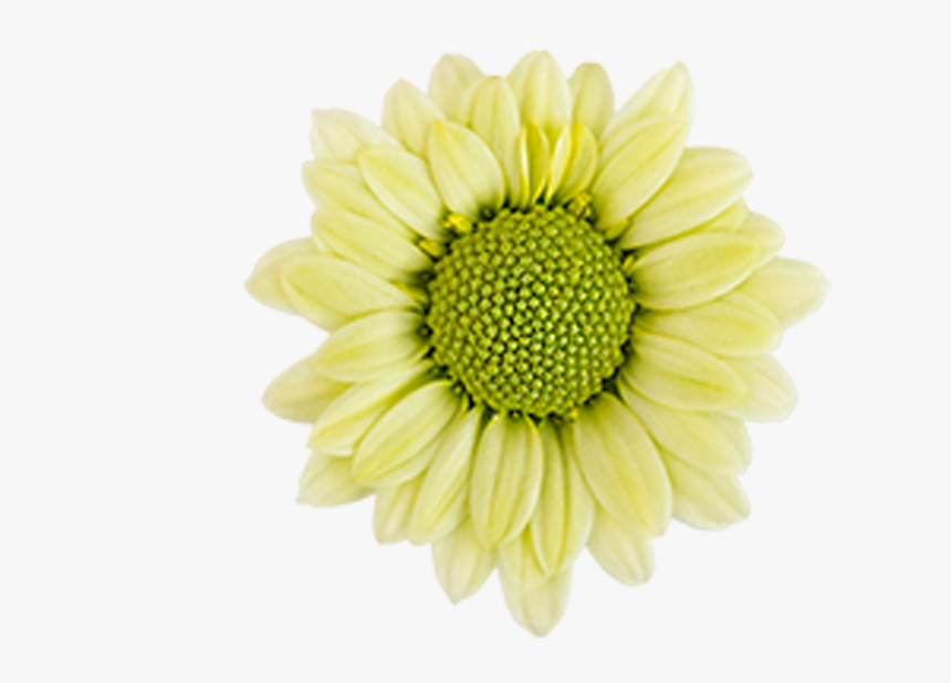 Click To Enlarge Image Trebol2 - Barberton Daisy, HD Png Download, Free Download