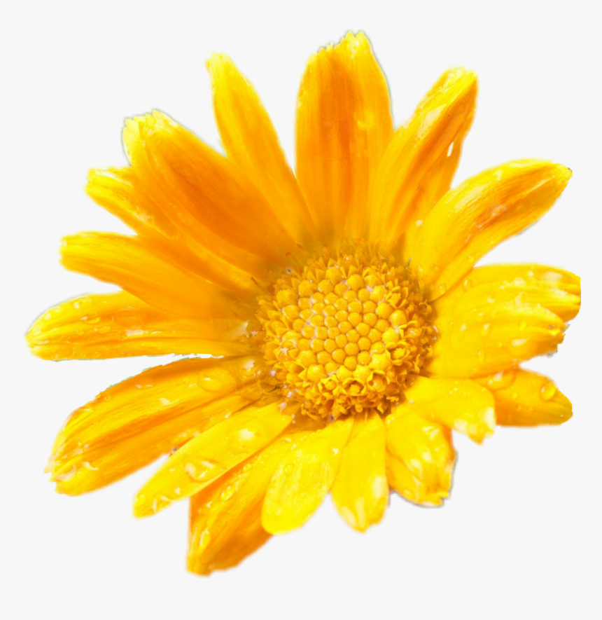 Transparent Yellow Daisy Png - Elicriso Png, Png Download, Free Download