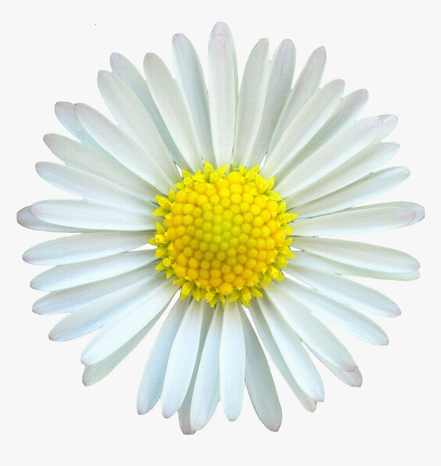 Desk Background, Mv - White Daisy Flower Png, Transparent Png, Free Download