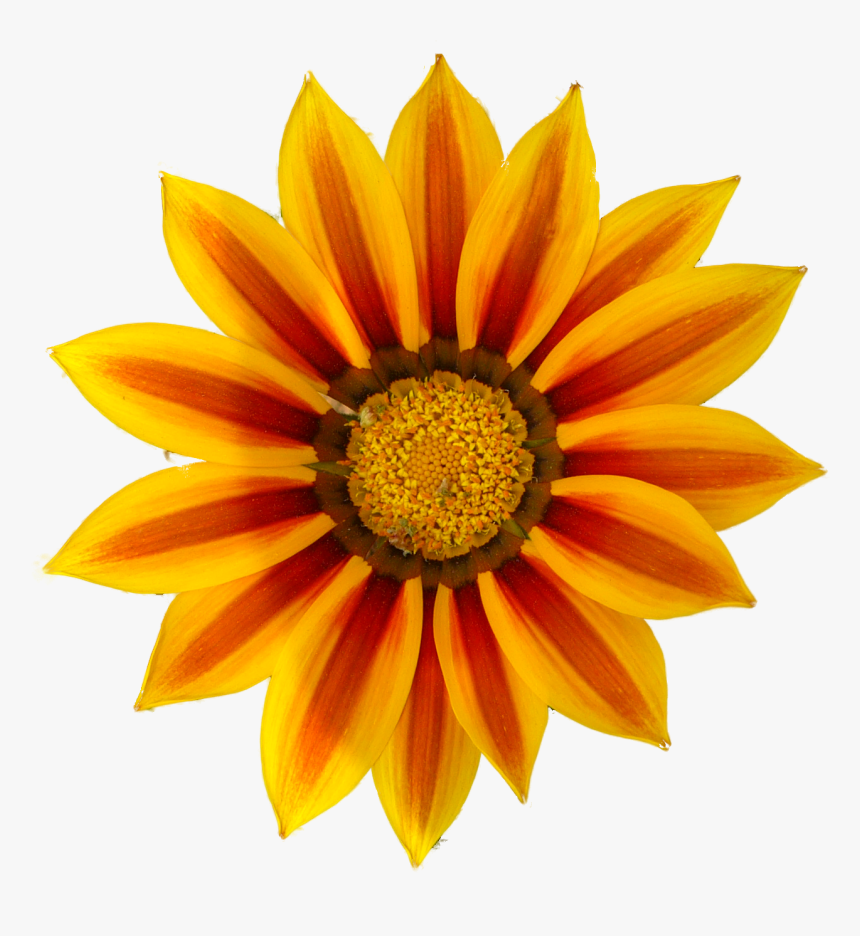 Images For Orange Daisy Png - Orange Flower Clip Art, Transparent Png, Free Download
