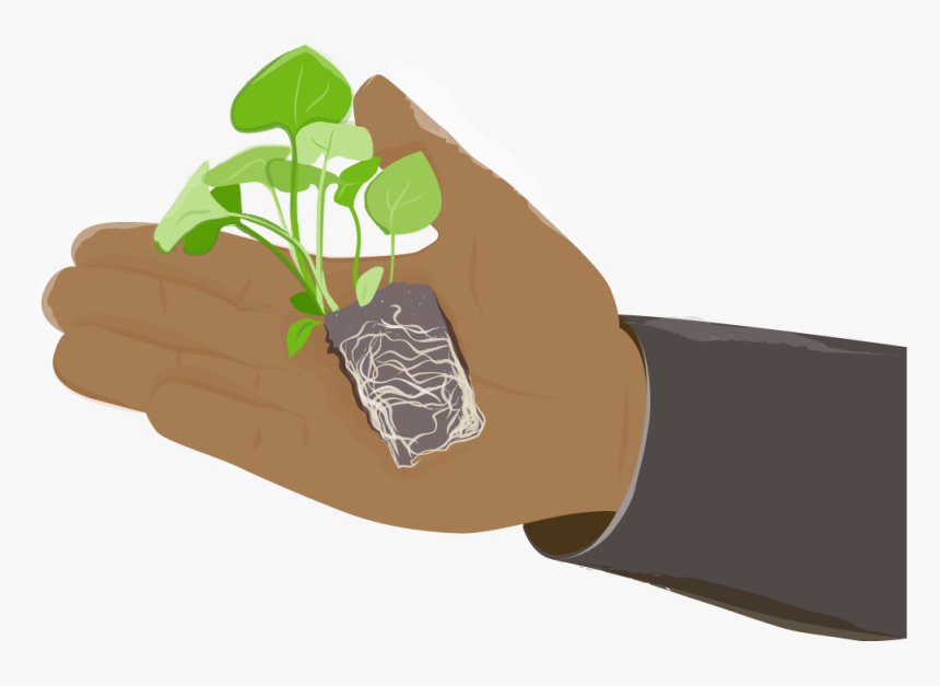 Poc Hand Vegetable Plant - Illustration, HD Png Download, Free Download