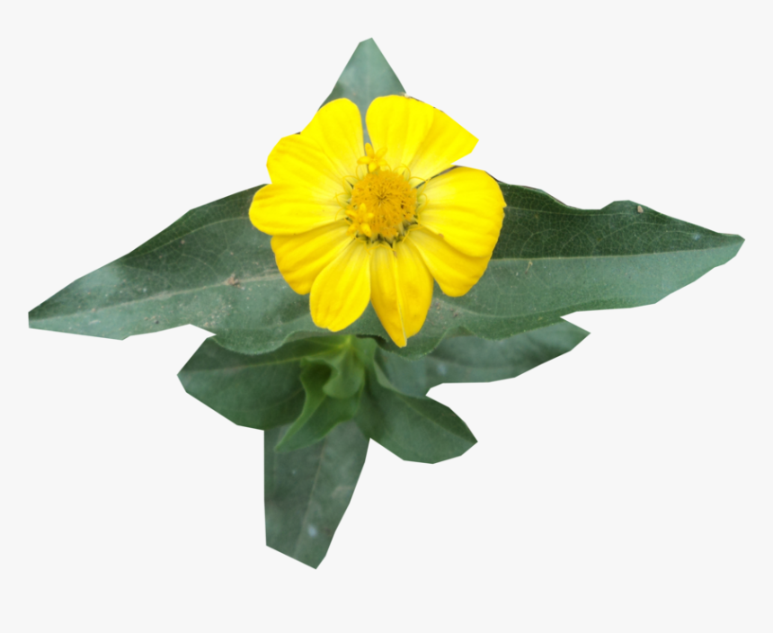 Gazania, HD Png Download, Free Download