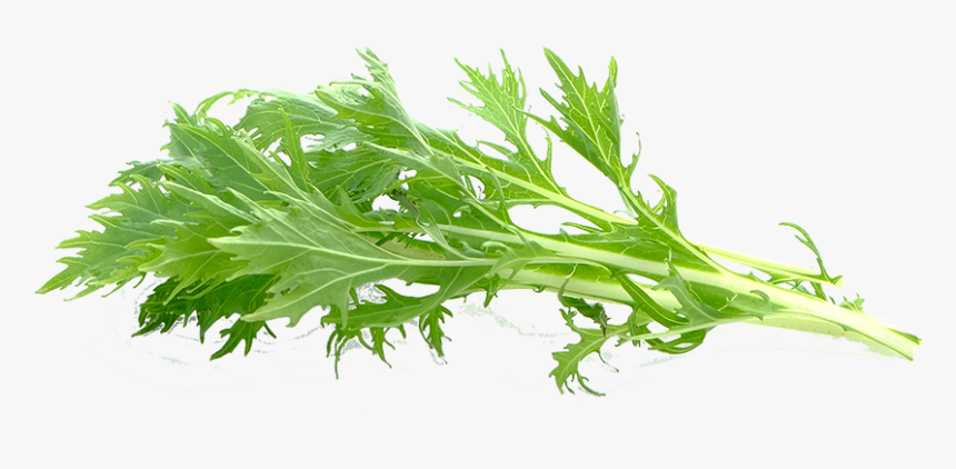 Arugula, HD Png Download, Free Download