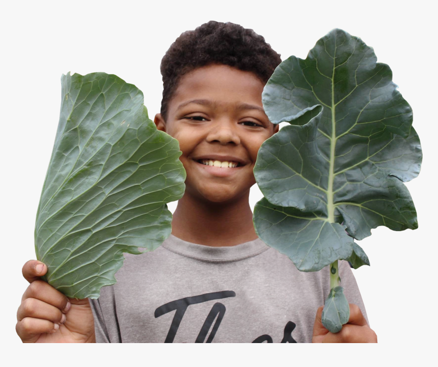 Vegetable Plant Png, Transparent Png, Free Download