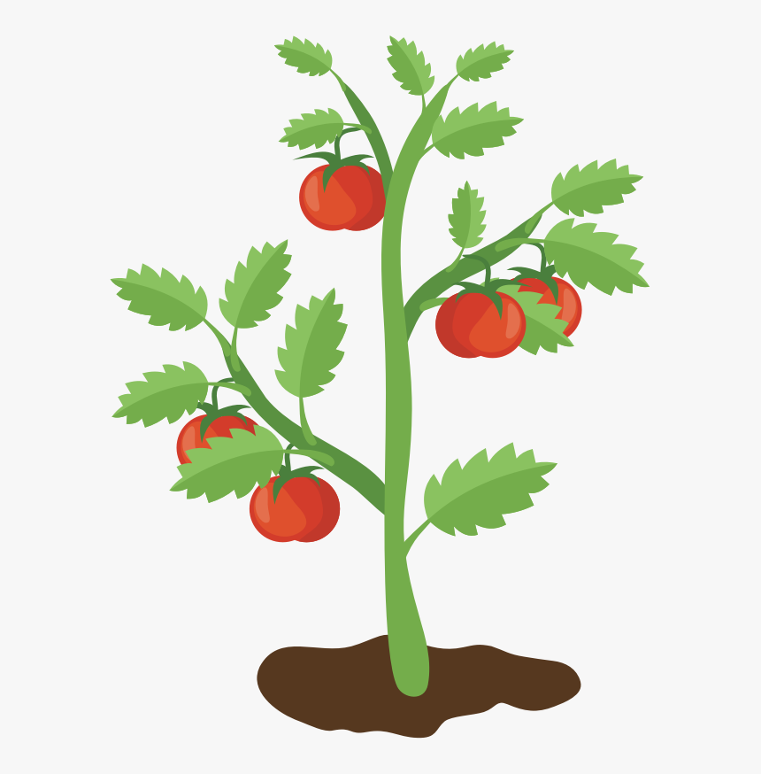Tomato Plant - Clip Art Tomato Plant, HD Png Download, Free Download