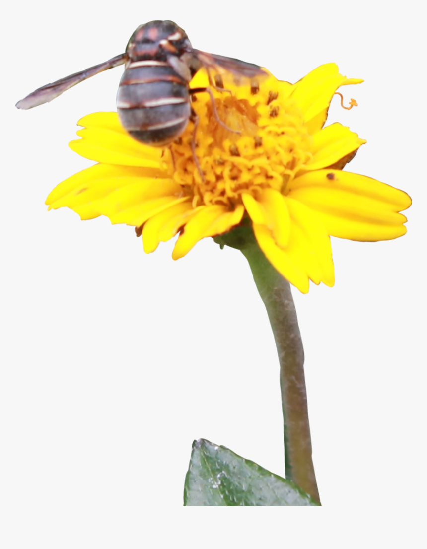 #bee #flower #yellow #daisy #bug #insect - Sunflower, HD Png Download, Free Download