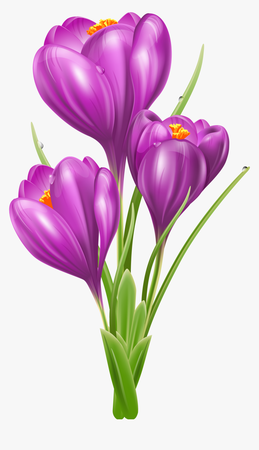 Transparent Grass Png Transparent - Crocus Clip Art, Png Download, Free Download