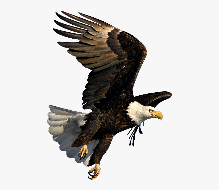 Bald Eagle Image Dmanisi Art - Bald Eagle Transparent Background, HD Png Download, Free Download