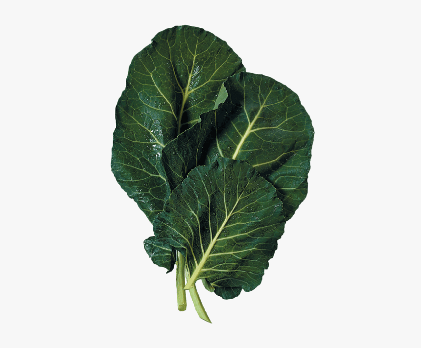 Collard Greens Png - Tell The Difference Between Collard Greens And Mustard, Transparent Png, Free Download