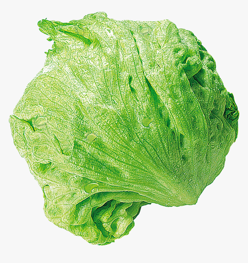 Romaine Lettuce Iceberg Lettuce Spring Greens Rewe - Iceberg Lettuce Png, Transparent Png, Free Download