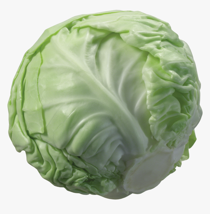 Cabbage Png, Transparent Png, Free Download