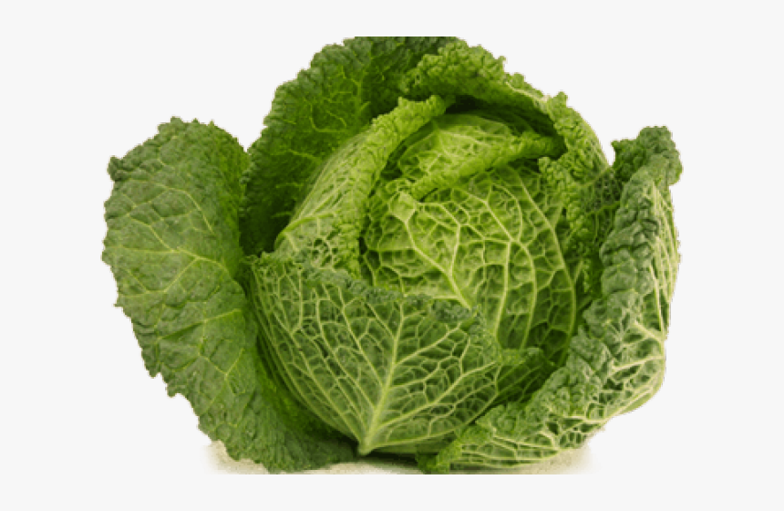 Cabbage Png Transparent Images Big Cabbage Transparent - Large Cabbage Png, Png Download, Free Download