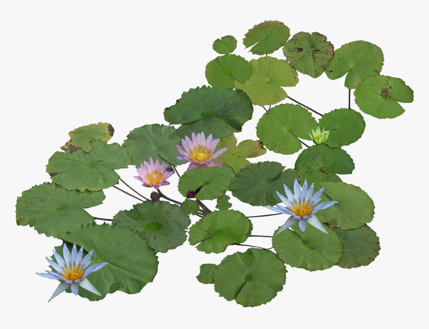 Water Plants Png File - Aquatic Plants Top View, Transparent Png, Free Download