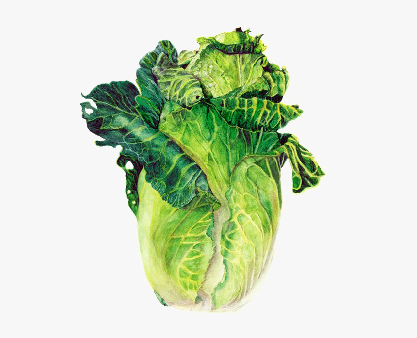Drawing Vegetables Lettuce - Vegetable Watercolor Painting, HD Png Download, Free Download